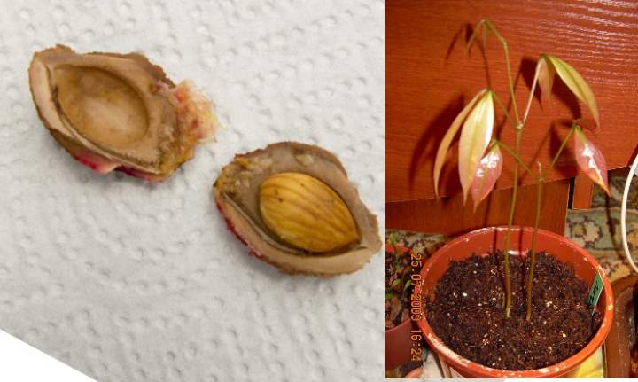 Как вырастить персик из косточки?