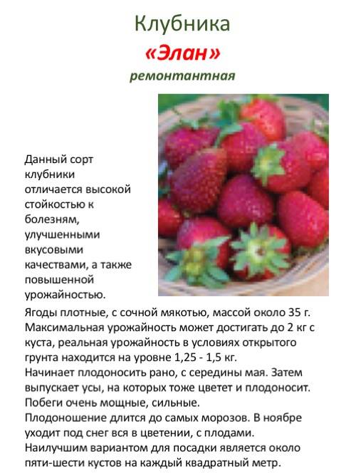Клубника сорт первоклассница: ягодка с пикантной кислинкой