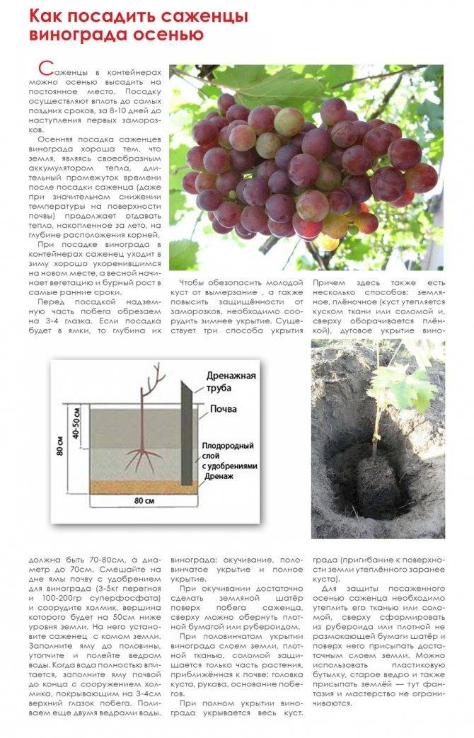 Виноград на урале: посадка, уход за виноградом и выращивание, борьба с вредителями и заготовка укрытия на зиму