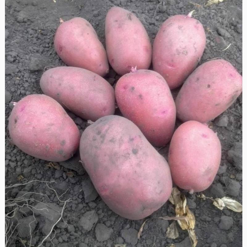 Картофель лабелла: характеристика сорта, преимущества и недостатки картошки, вкусовые качества и урожайность