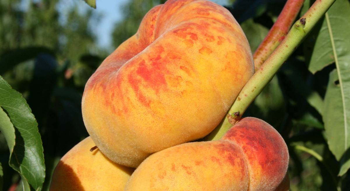 Инжирный персик – сладкий гибрид