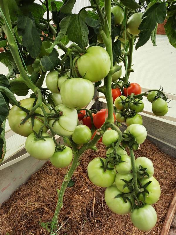 Обзор лучших помидоров для подмосковья - сорта для теплиц и грядок с фото и описанием