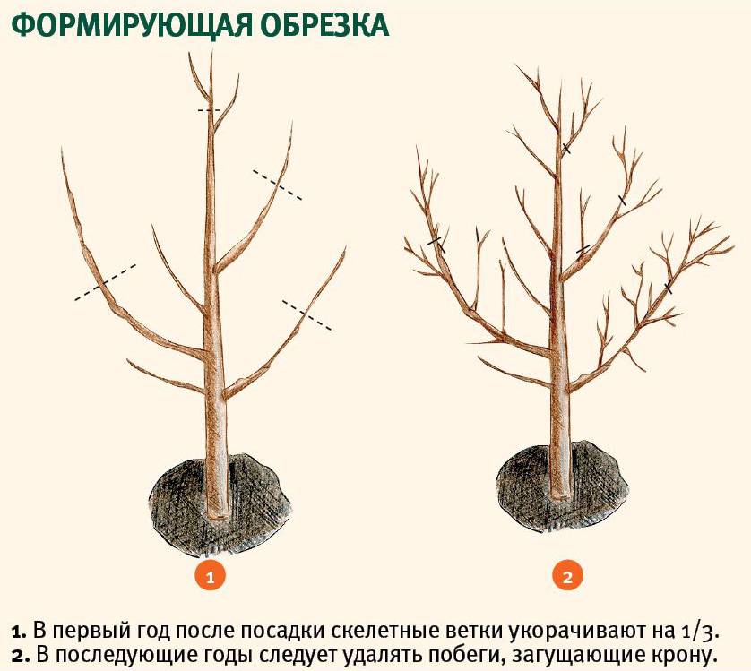 Абрикос снегирек: описание сорта, фото, отзывы и рекомендации по уходу - sadovnikam.ru