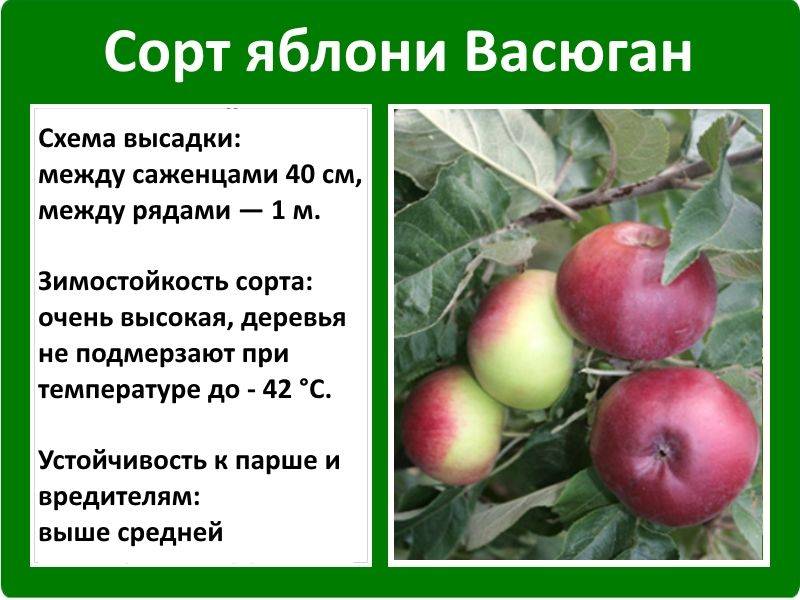 Календарь ухода за яблоней по месяцам. фото — ботаничка
