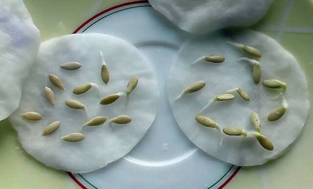 Особенности замачивания семян огурцов перед посадкой: когда начинать, как и в чем замачивать, как сажать — когда замачивать семена огурцов для рассады — про огород