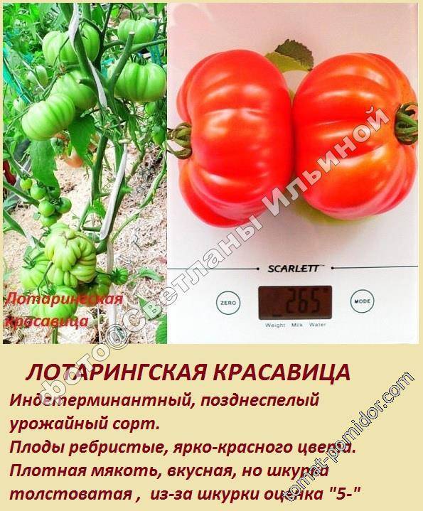 Характеристика томатов сорта «лотарингская красавица» и их описание