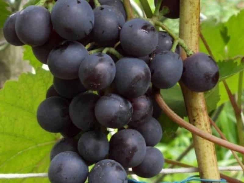 Виноград агат донской: описание сорта, правила выращивания и ухода, размножение