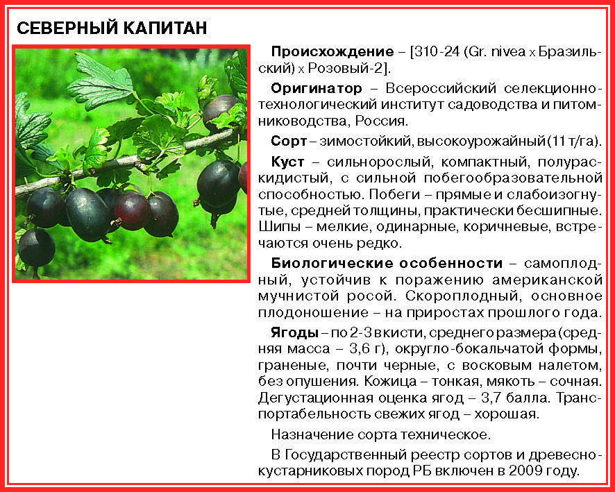 Крыжовник хиннонмаки ред (hinnonmaki rot): описание красного сорта, отзывы огородников, технология выращивания