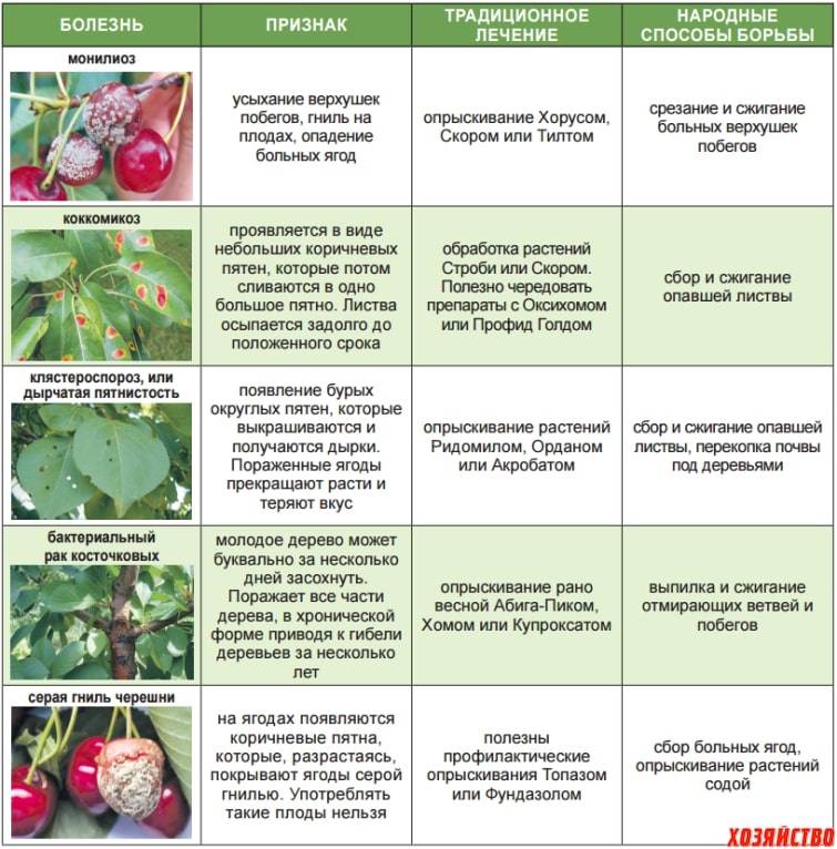 Вредители вишни: борьба с ними, описание препаратов, чем лучше обработать и опрыскать