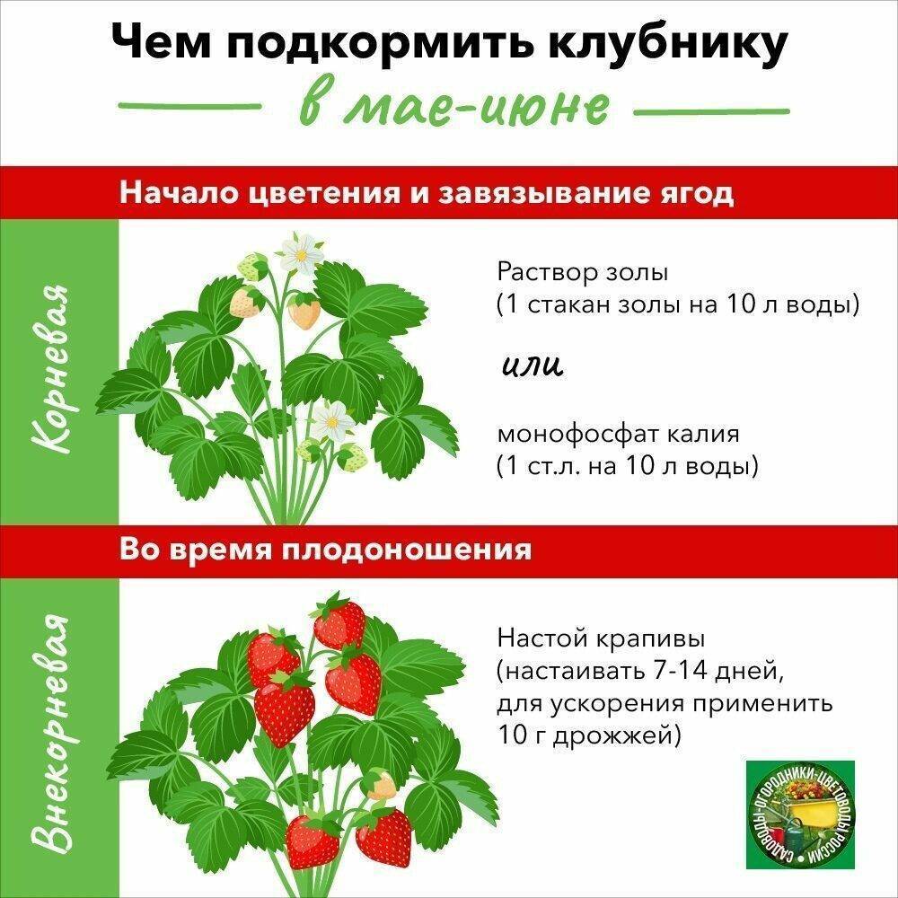 Полив клубники в период цветения и плодоношения - нормы и рекомендации