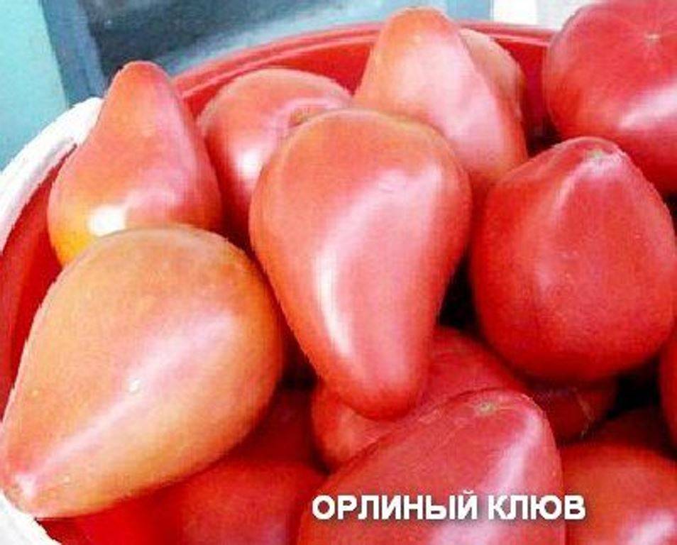 Сорт орлиный клюв – томат с необычной формой плодов