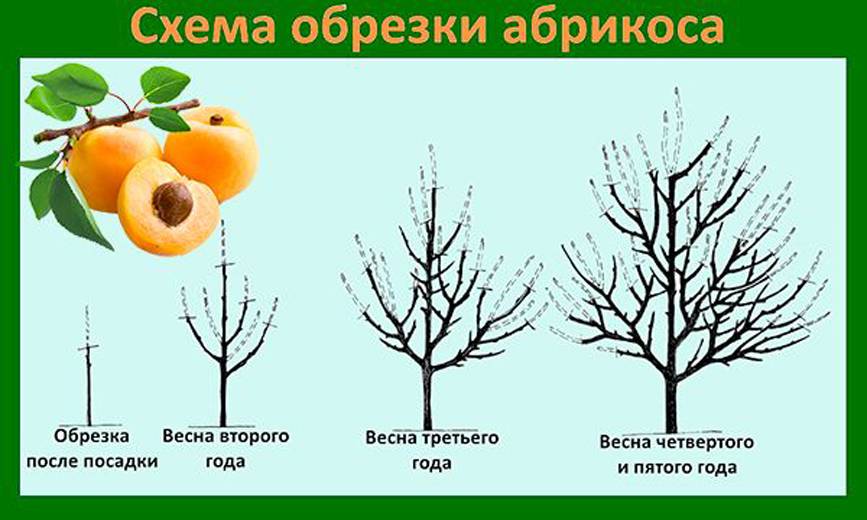 Посадка саженцев абрикоса весной, осенью с фото и видео