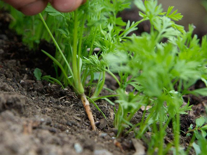 Как посадить морковь, чтобы не прореживать