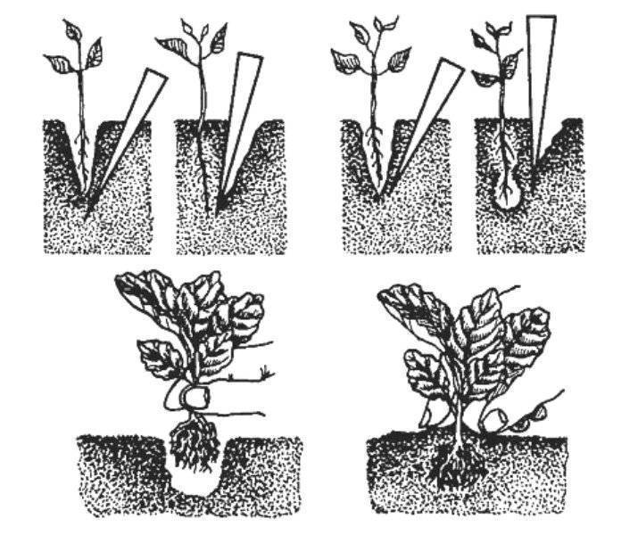 Ревень (rheum): как выращивать овощное растение в саду и на даче
