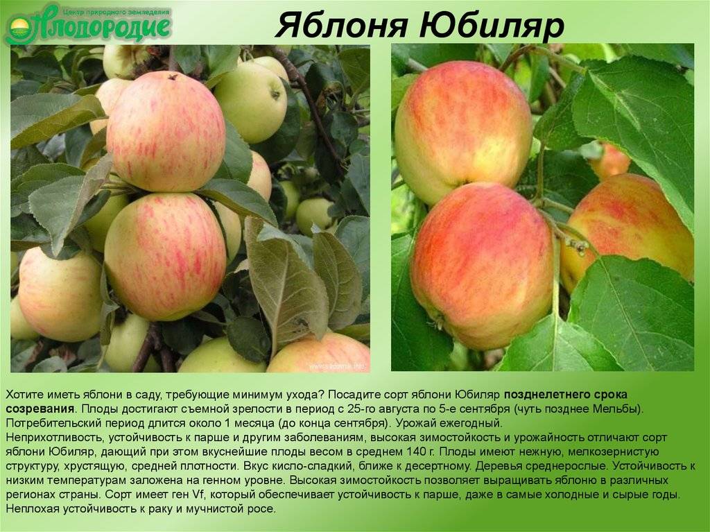 Описание и тонкости выращивания яблони сорта Юбиляр