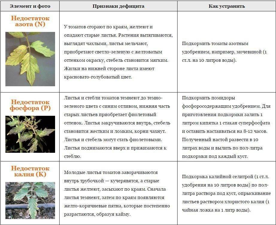 Почему вянут листья у огурцов: что делать и чем обработать растения, препараты, народные средства