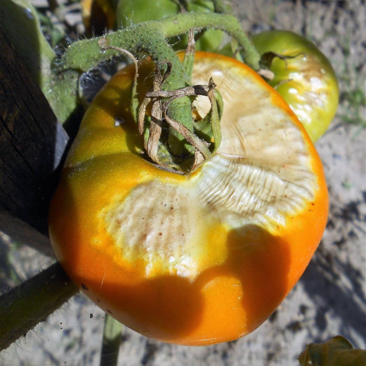 Вершинная гниль томатов в теплице и открытом грунте как бороться эффективно
