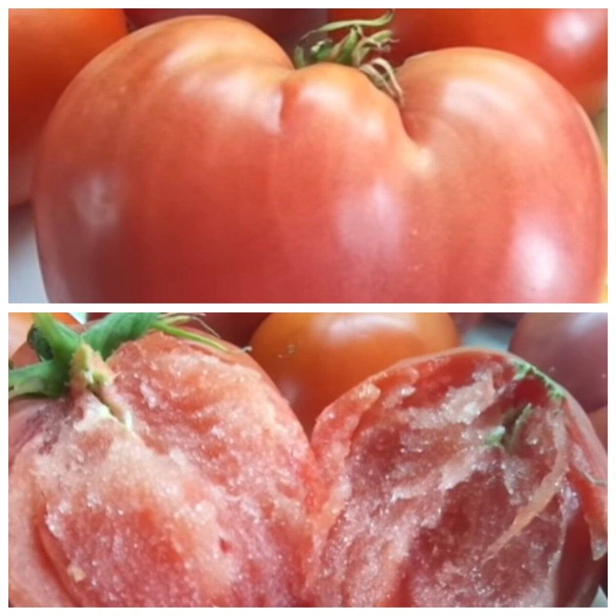 Описание самых урожайных семян томатов сибирской селекции: анастасия, ураган, семейный и другие