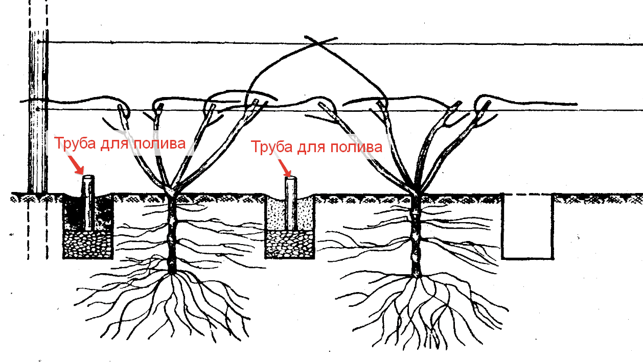 Схема посадки винограда