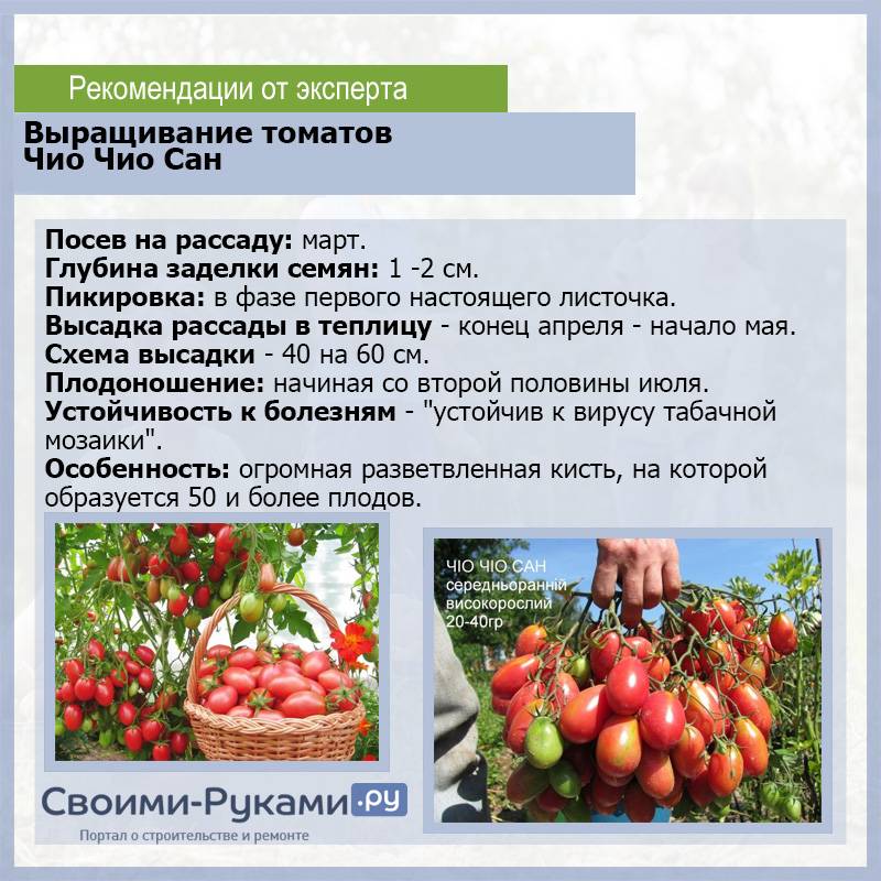 Семена томат чио-чио-сан оранжевый: описание сорта, фото