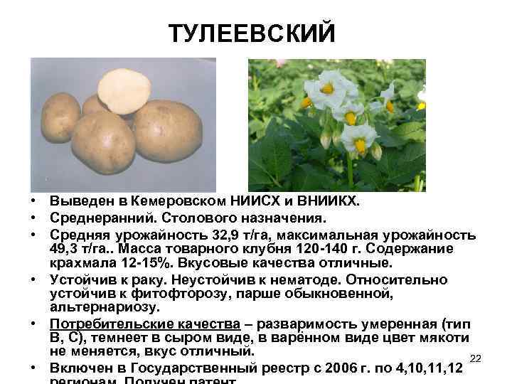 Картофель тулеевский: описание сорта, фото, отзывы, выращивание, уход