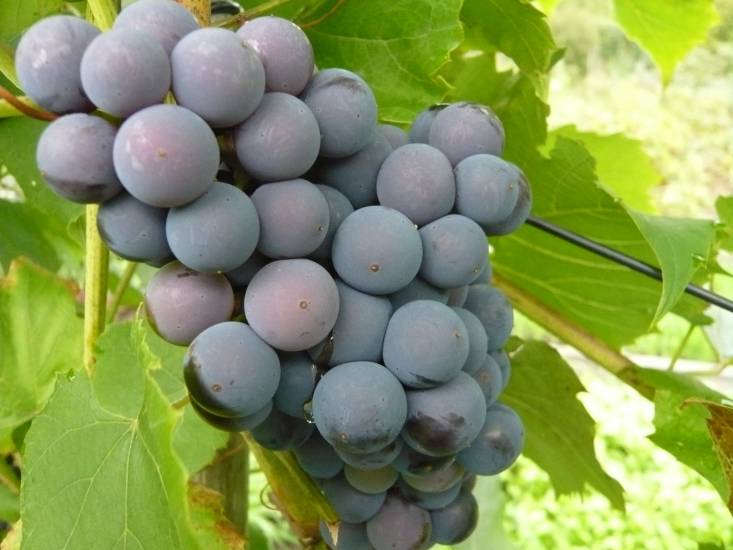 Виноград загадка шарова: характеристика и описание сорта