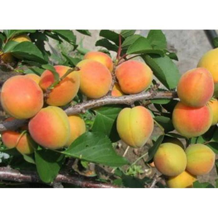 Характеристики сорта абрикосов чемпион севера, описание плодов и морозоустойчивости