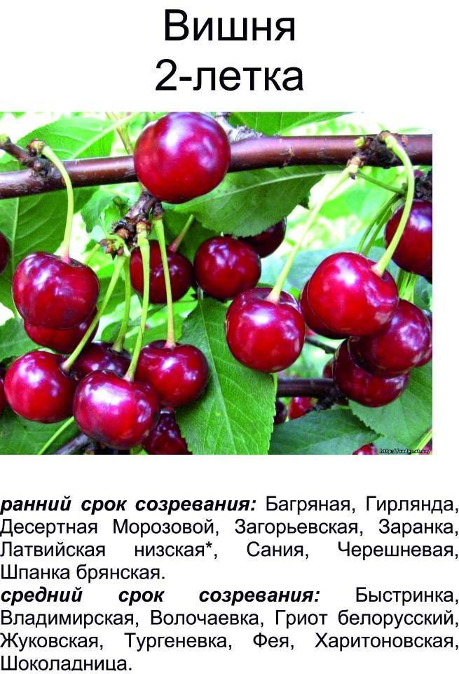 Какие сорта вишни лучше выращивать в ленинградской области