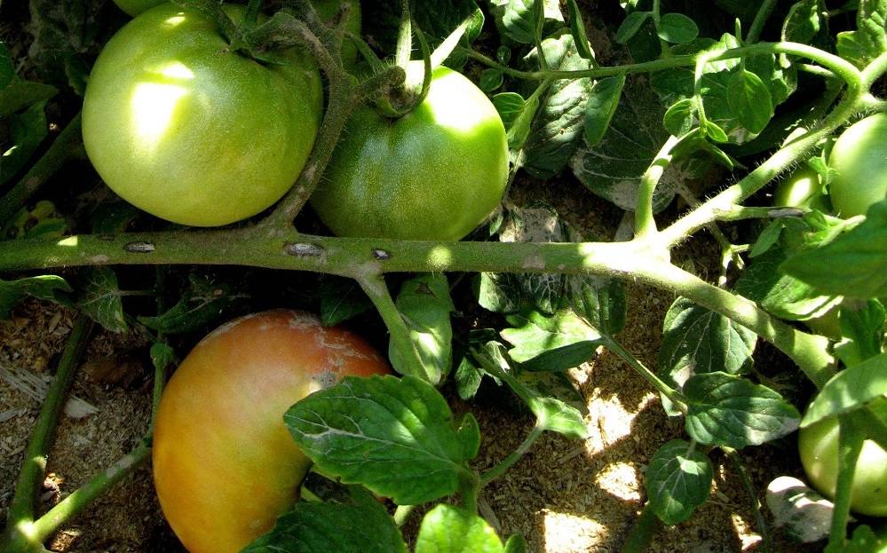 Томат «цунами». описание сорта — характеристика урожайности и агротехника посадки, ухода и выращивания помидора (фото)