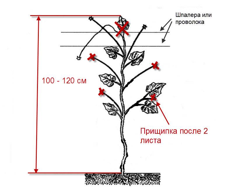 Формирование кустов растений: когда и как прищипывать огурцы?