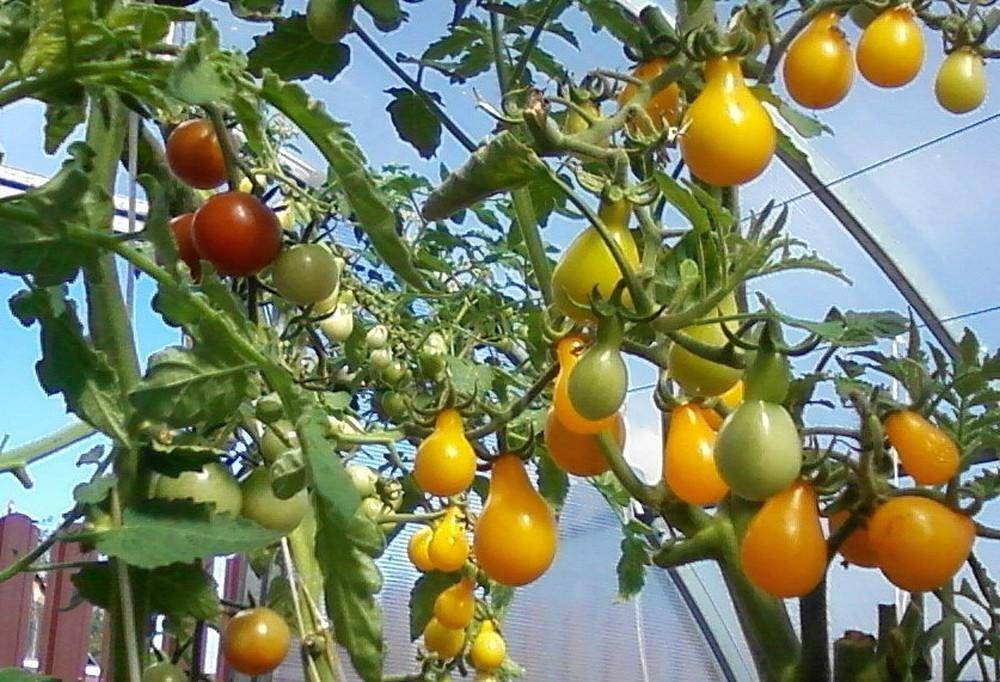 Желтые сорта помидоров: описание, крупные, сладкие