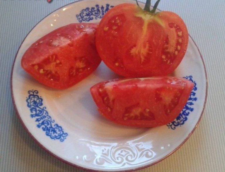 Томат "кумир": описание сорта, особенности выращивания помидоров, борьба с вредителями