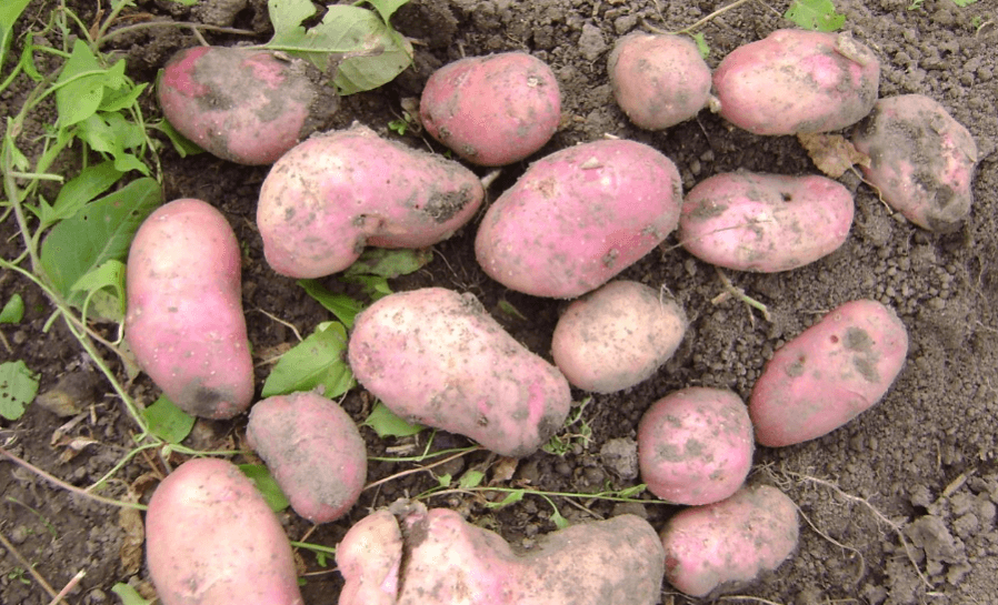 Подробное описание и характеристика сорта картофеля манифест