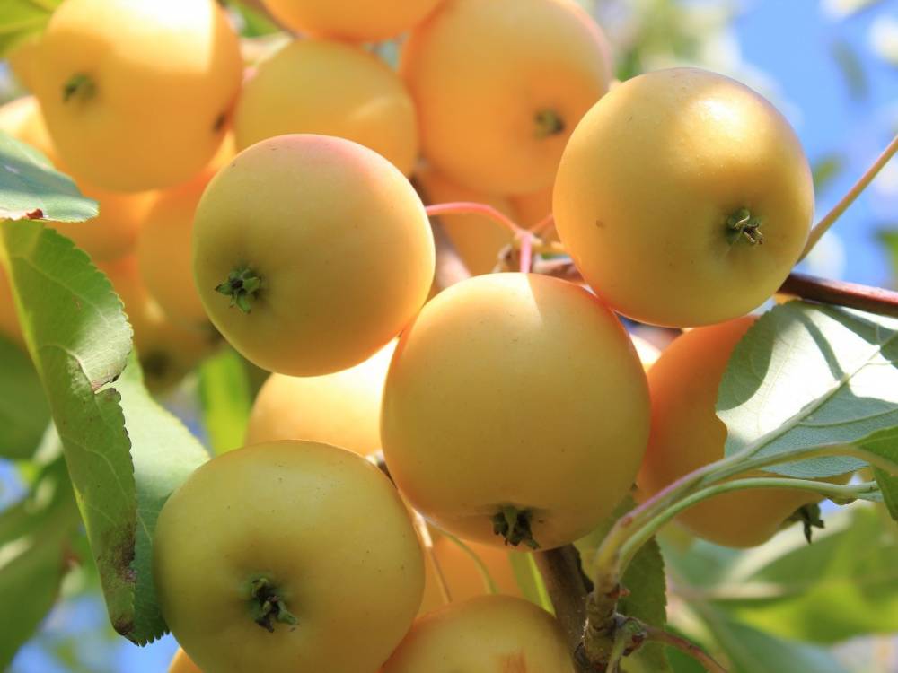 Яблоки-ранетки: сорта, польза и посадка фруктовых деревьев