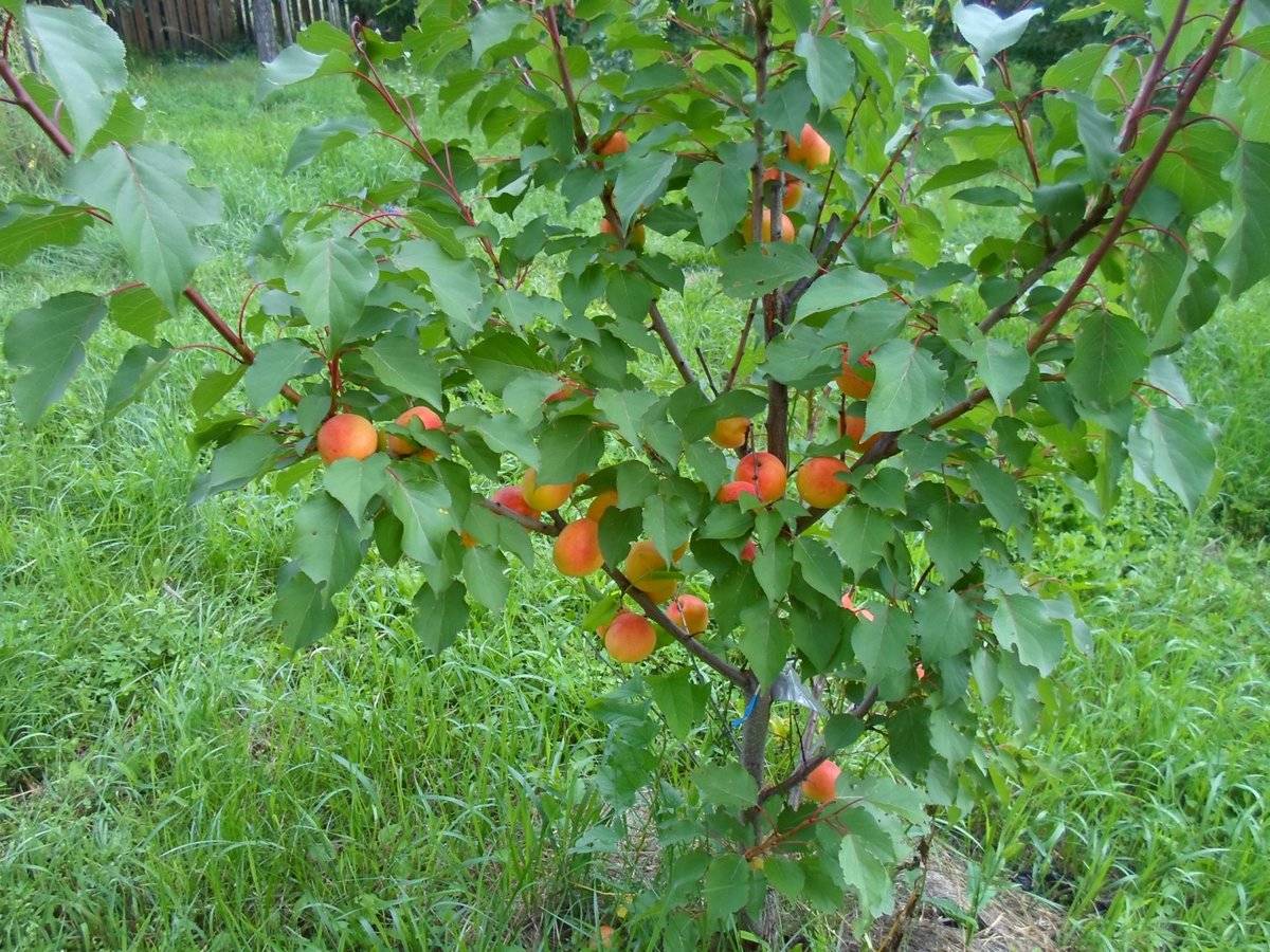 Описание 11 лучших сортов абрикоса для выращивания в сибири, тонкости посадки и ухода