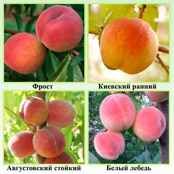 Персик — выращивание персиковых деревьев в своём саду
