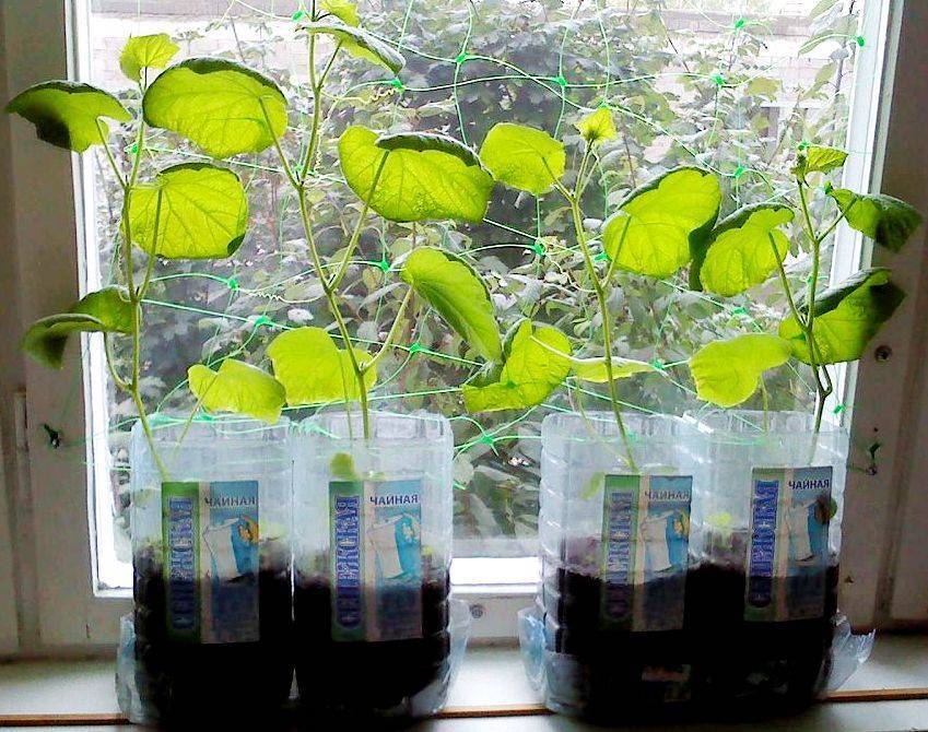 Посадка огурцов в 5 литровых бутылках — создаем огород на балконе