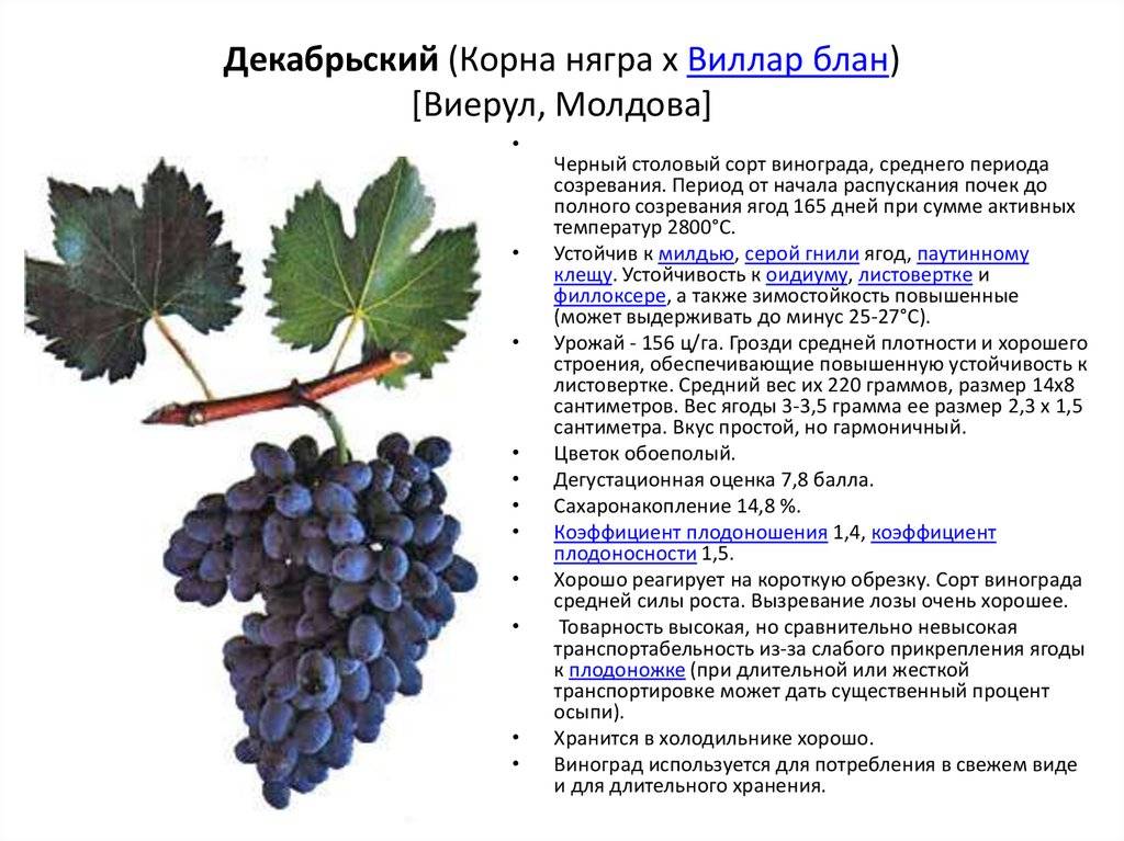 Черный виноград молдова: описание сорта, его особенности и фото