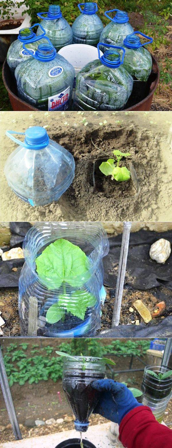 Выращивание огурцов в бутылках: 105 фото и видео правильного содержания огурцов в пластиковой таре