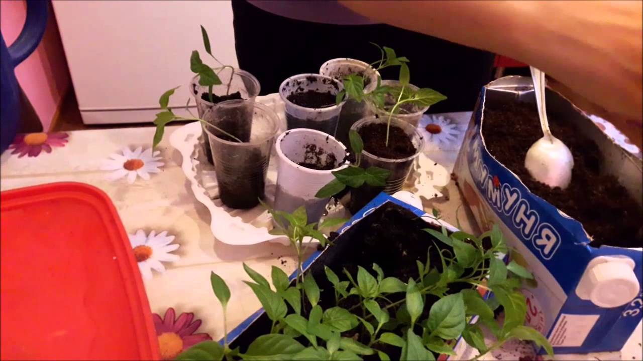 Посадка помидор в улитку юлии миняевой: как выращивать (видео)