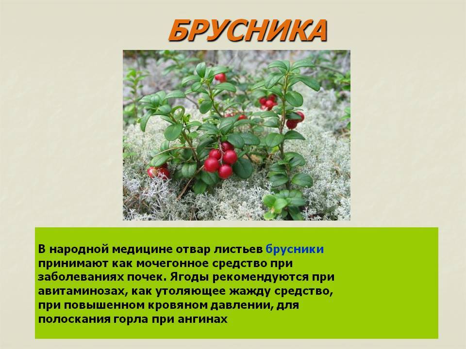 Полезные свойства и противопоказания ягод брусники