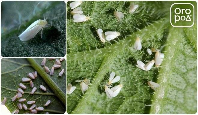 Белокрылка в теплице на огурцах: как избавиться от белых мошек и букашек на огороде