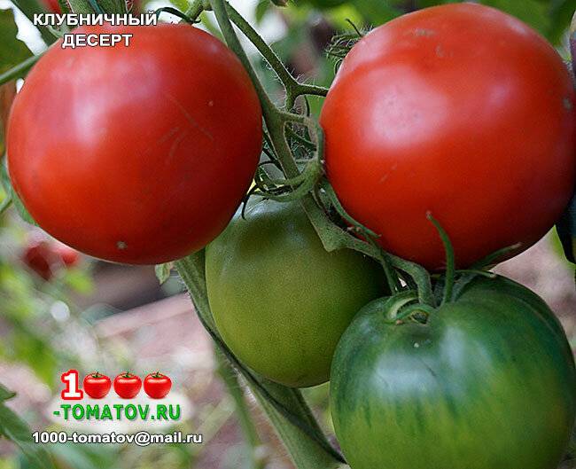 Томат клубничка: отзывы о выращивании помидоров и полученном урожае, характеристика и описание сорта, фото плодов