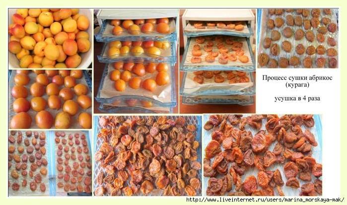 Как сушить абрикосы на курагу и сухофрукты в домашних условиях? при какой температуре сушить абрикосы?