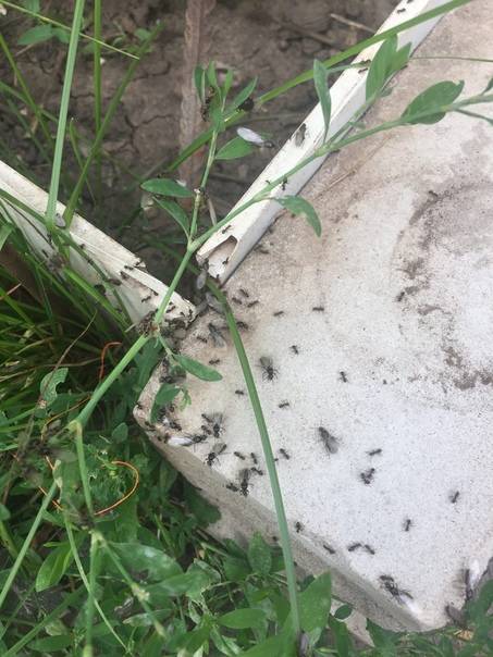 Народные методы и не только: как избавиться от муравьев в теплице