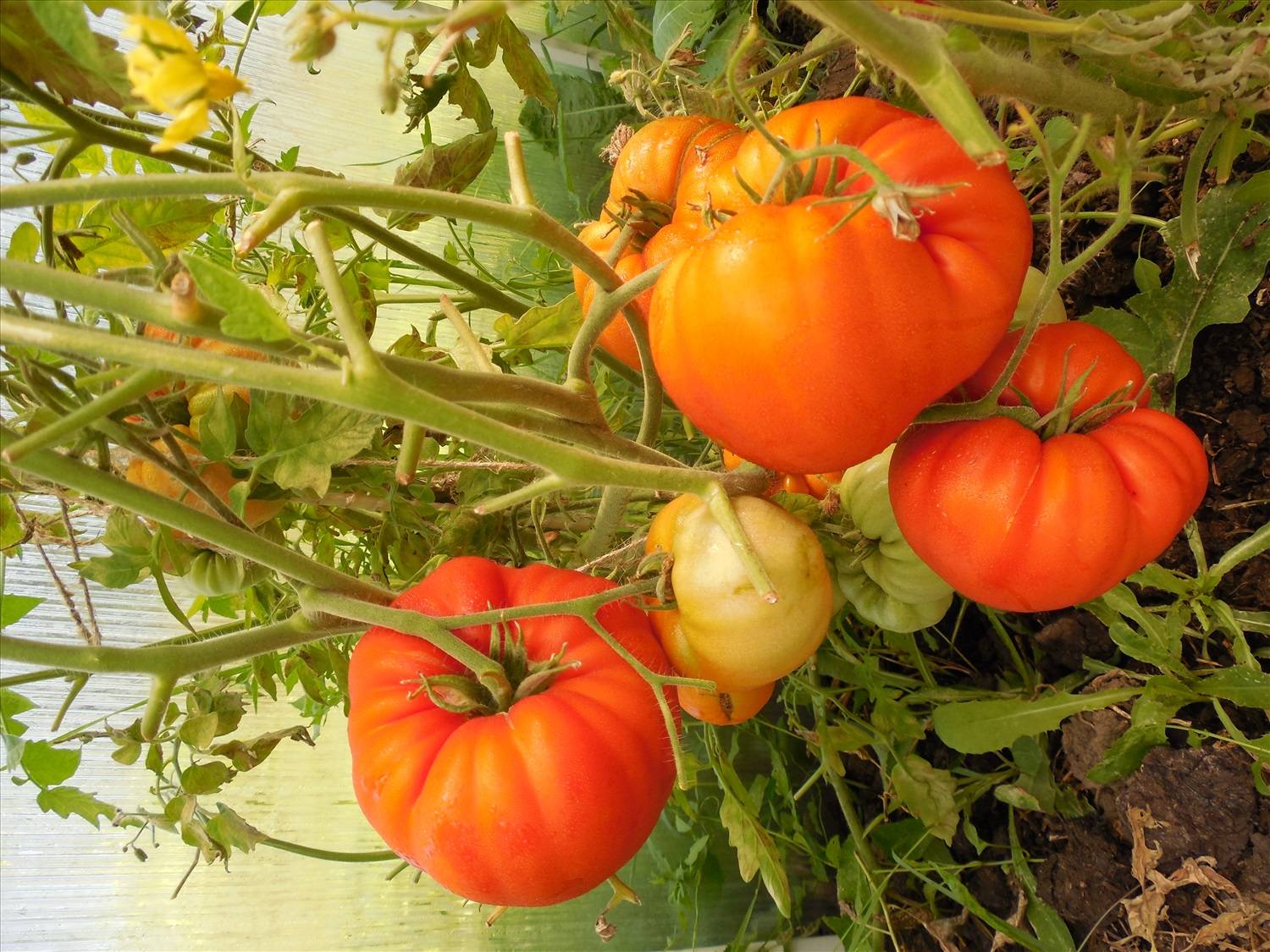 Как опылять помидоры в домашних условиях — методы и советы как правильно вручную обрабатывать томаты (115 фото)