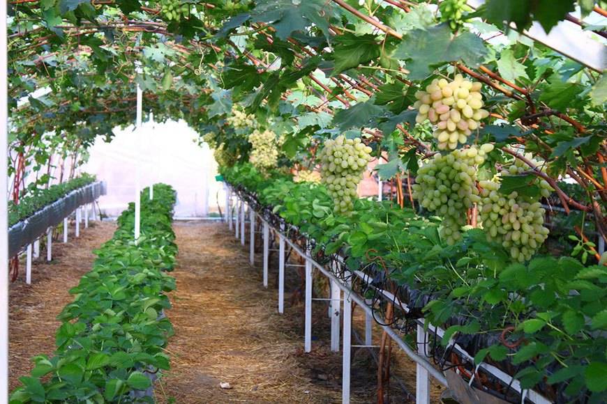 Виноград в подмосковье выращивание без теплицы