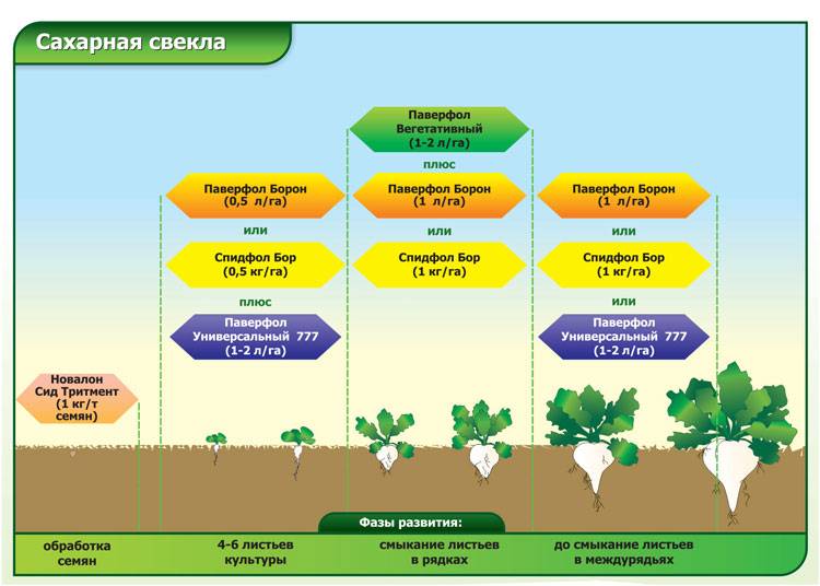Процесс получения сахара. Схема посадки сахарной свеклы. Технология выращивания сахарной свеклы. Интенсивная технология возделывания сахарной свеклы. Фазы сахарной свеклы схема.