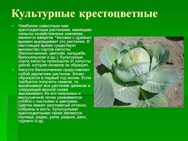 Сорта капусты: фото, названия, описание - sadovnikam.ru