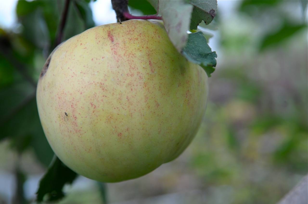 Яблоня болотовское: описание и характеристики сорта, как выращивать, отзывы
